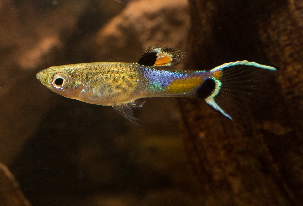 Endlers guppy Campoma bluesnake
