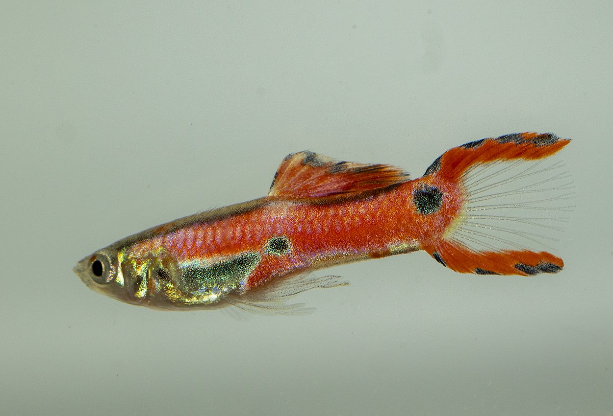 Endlers guppy rød hann