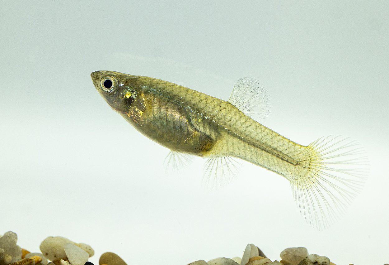 Endlers guppy røde hunn