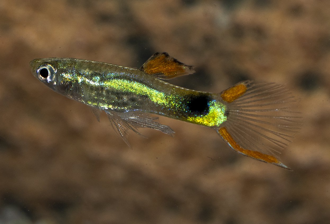 Endlers guppy Campona48 Svart-grønn