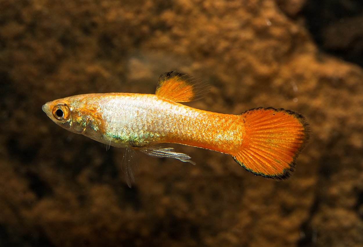 Endlers guppy gull