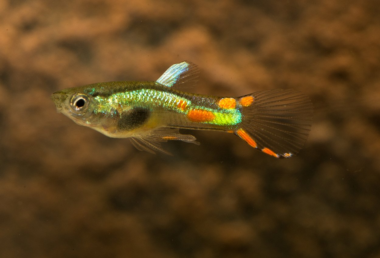 Endlers guppy limegrønn