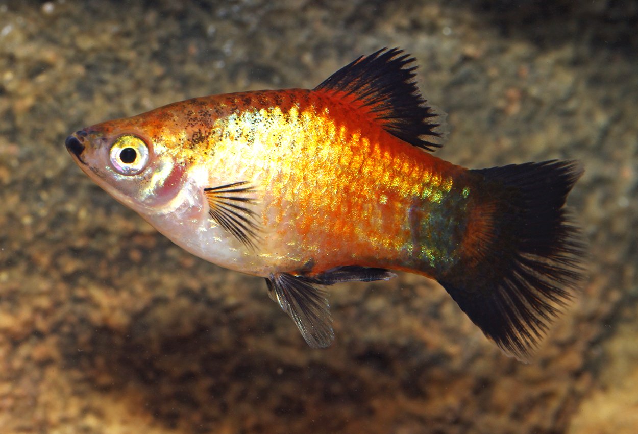 Gul-rød-svart platy