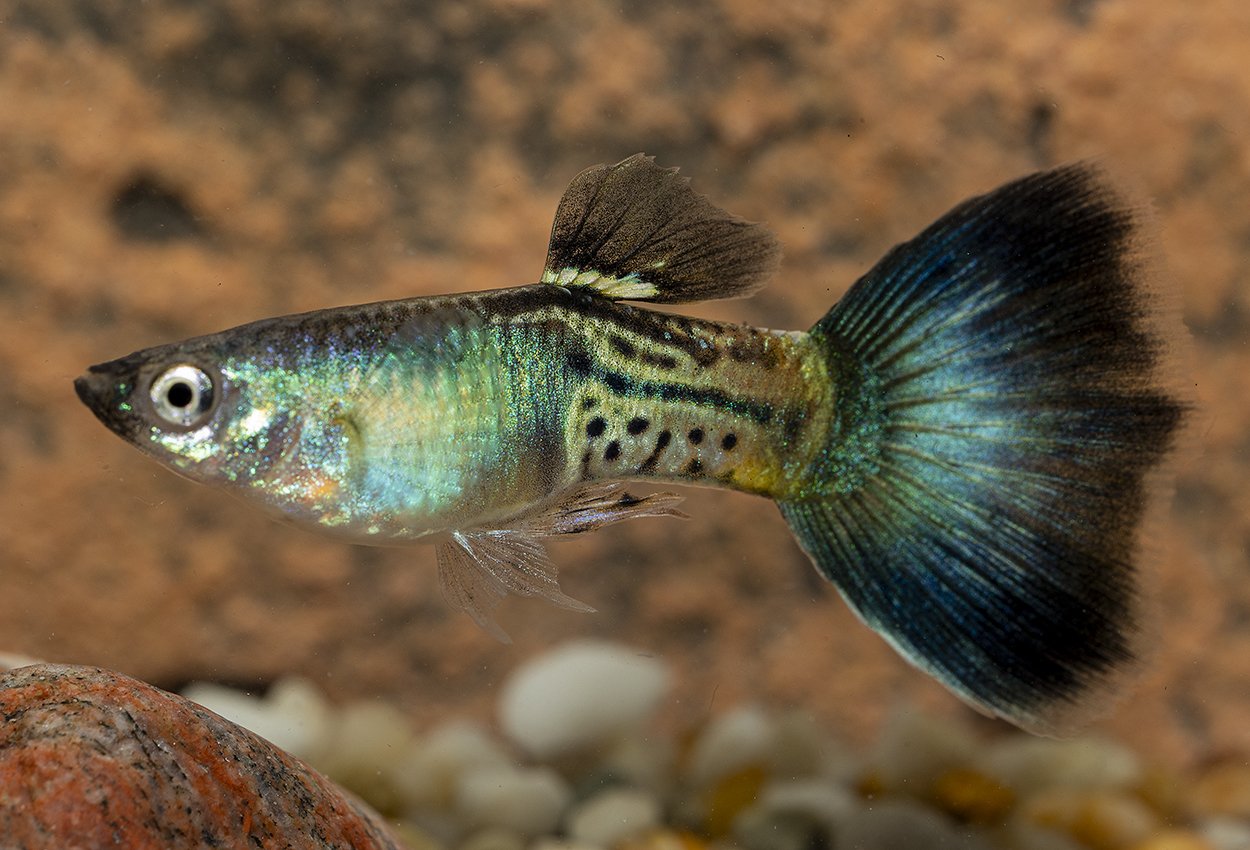 Guppy blå safir hann