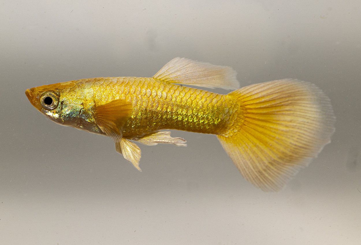 Guppy elefant øre 24k gull hann