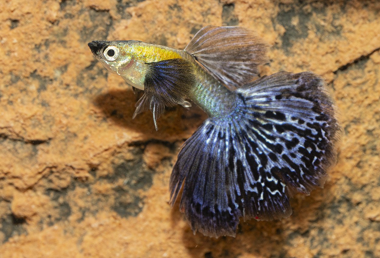 Guppy elefanter marineblå hann