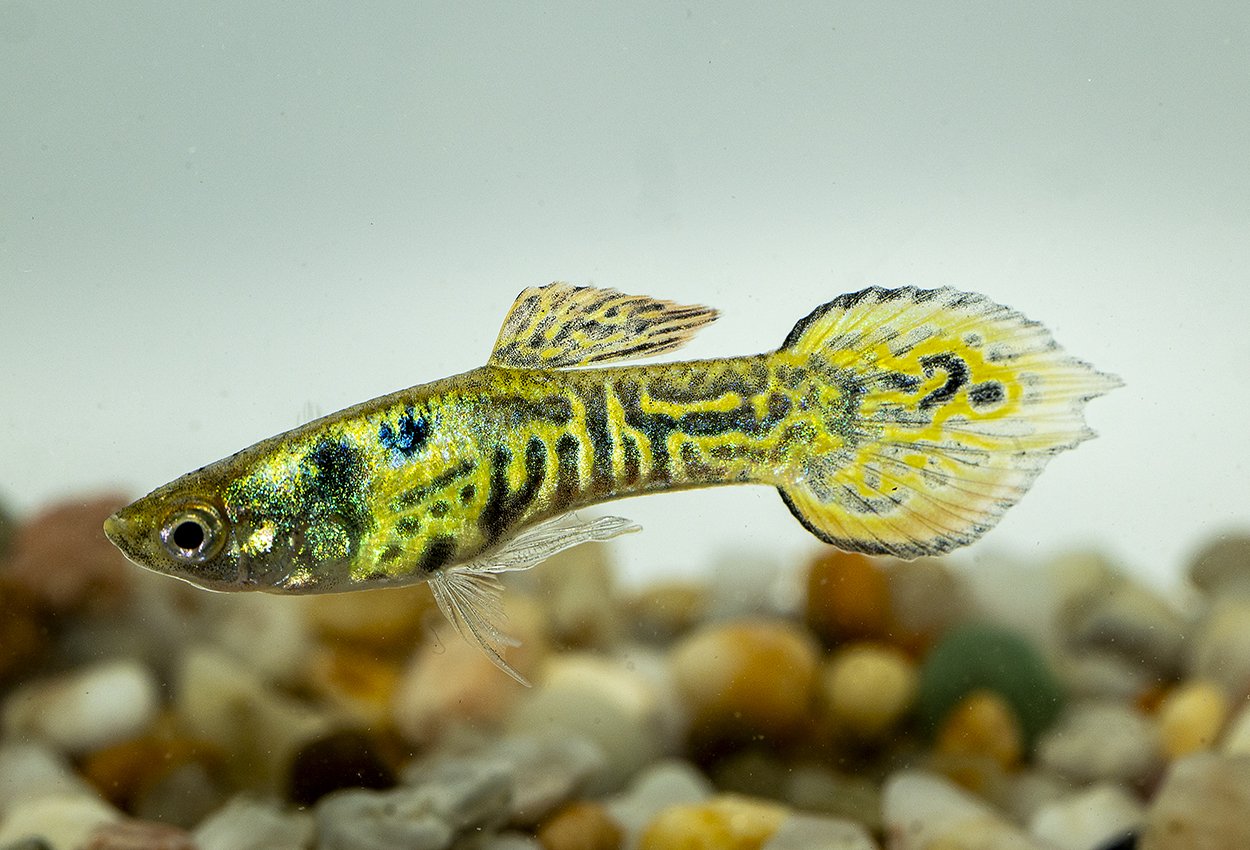 Endlers guppy tiger mann