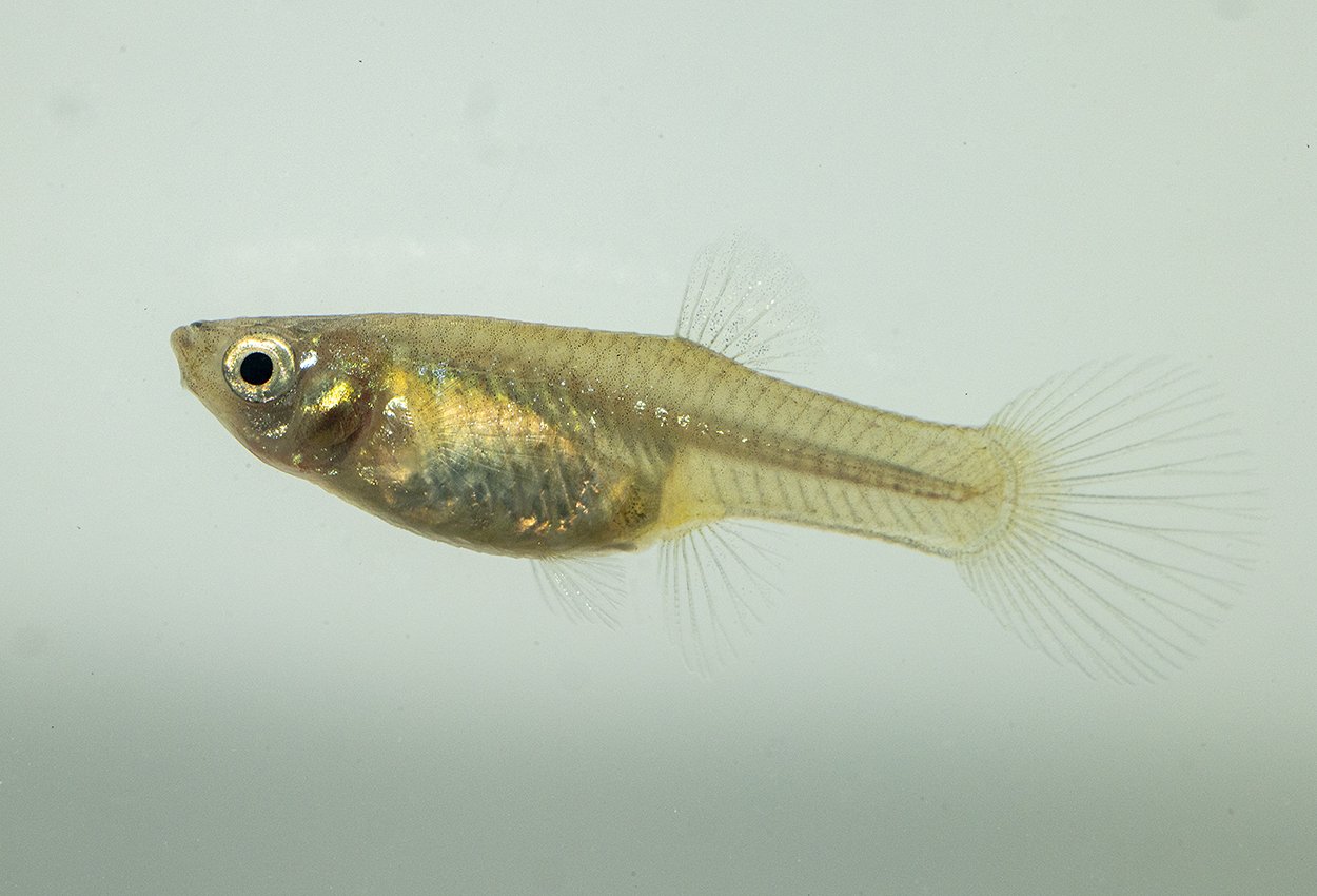 Endlers guppy tigerkvinne