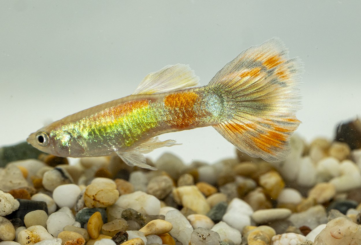 Guppy sitronsul hann