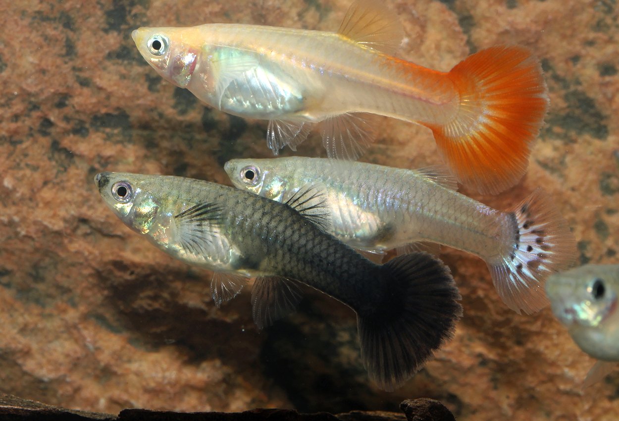 Guppy Honor Mix