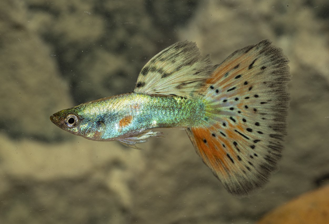 Guppy rød drage tiger hann