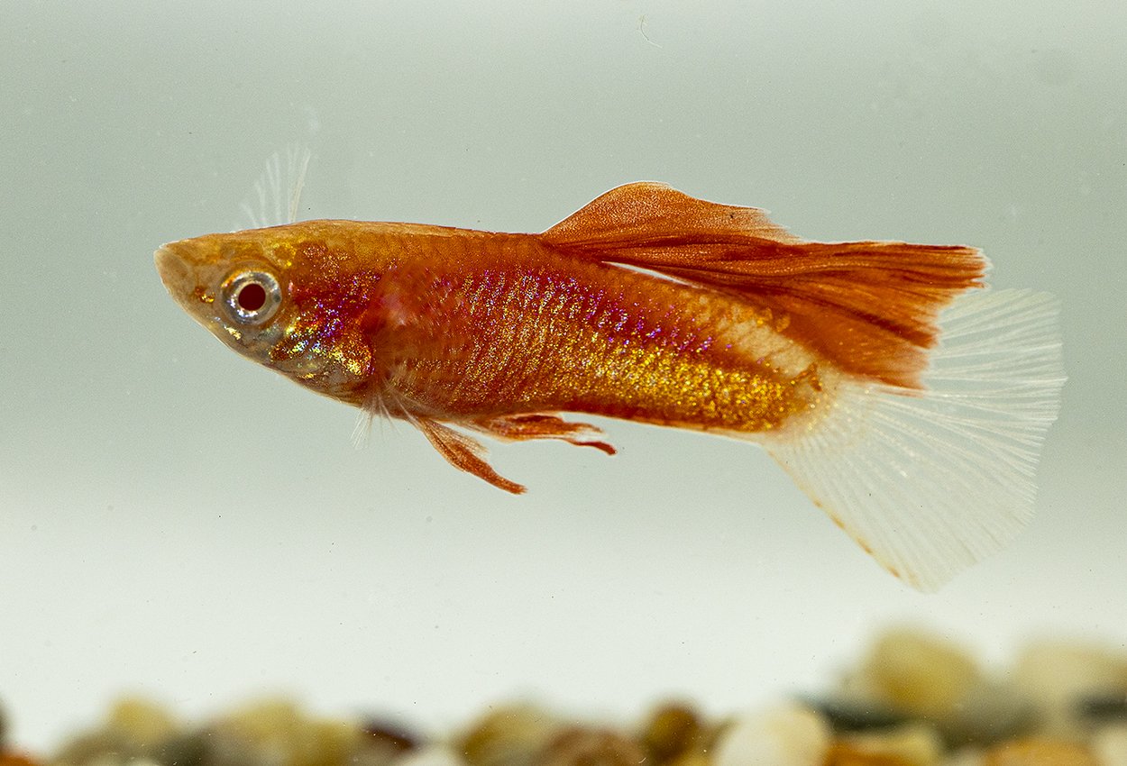 Guppy rød -med hifin hann
