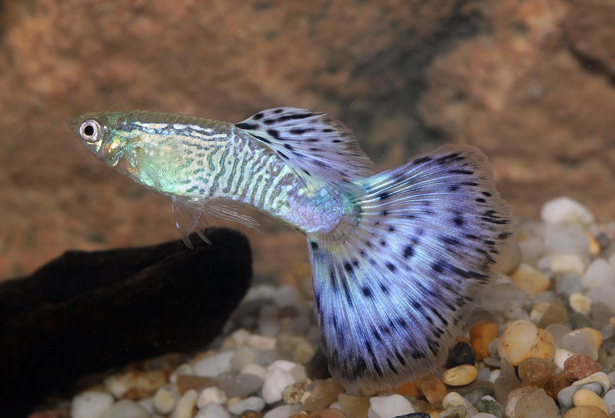 Guppy blå king cobra hann