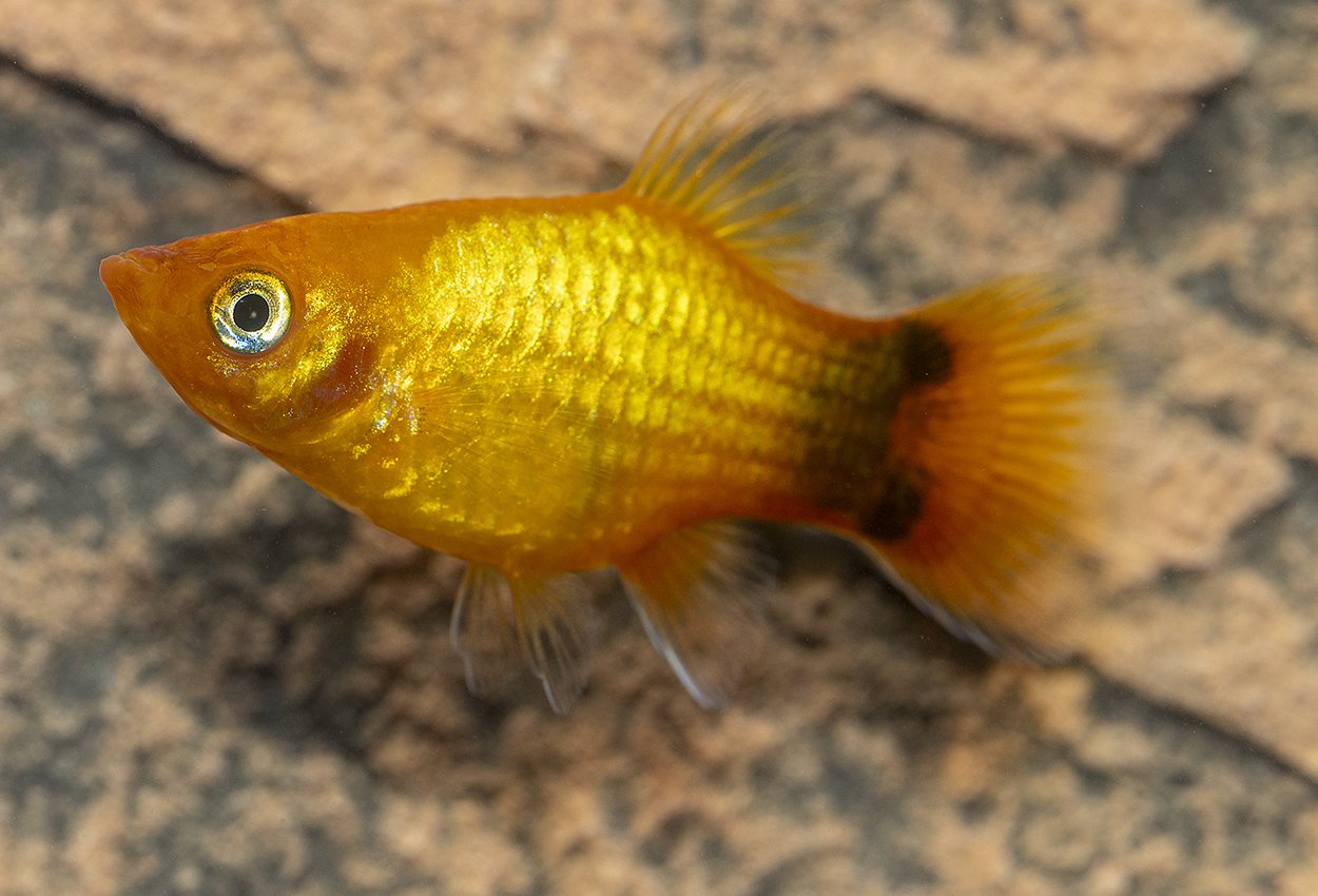 Gul neon Mikke Mus platy