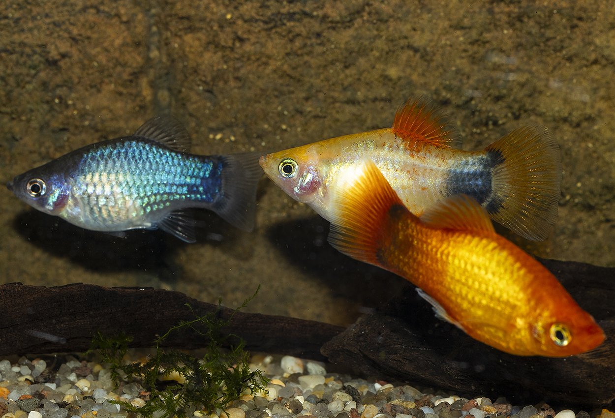 Mix Mikke Mus platy