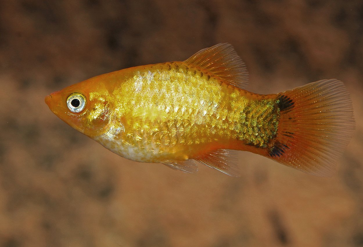 Sunset neon Mikke Mus platy