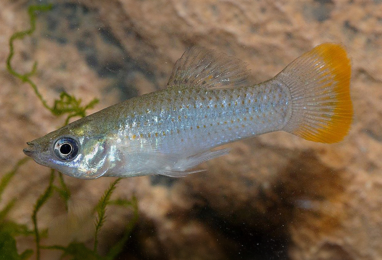 Pacific molly