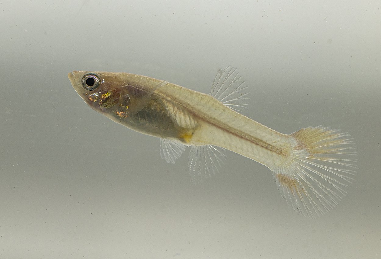 Guppy snøhvit hunn