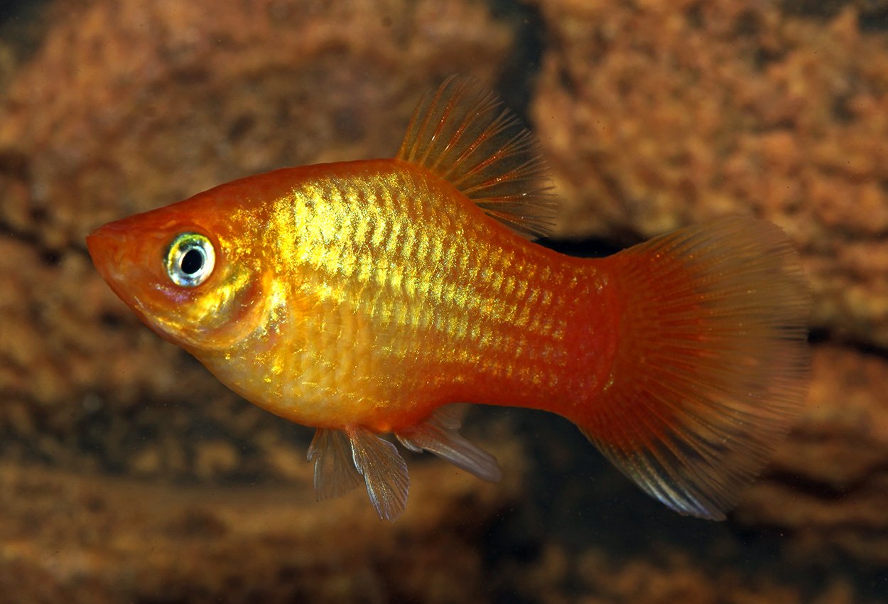Sunset Neon platy