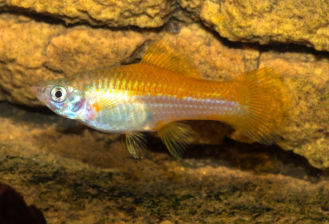 Neon sverddragaren
