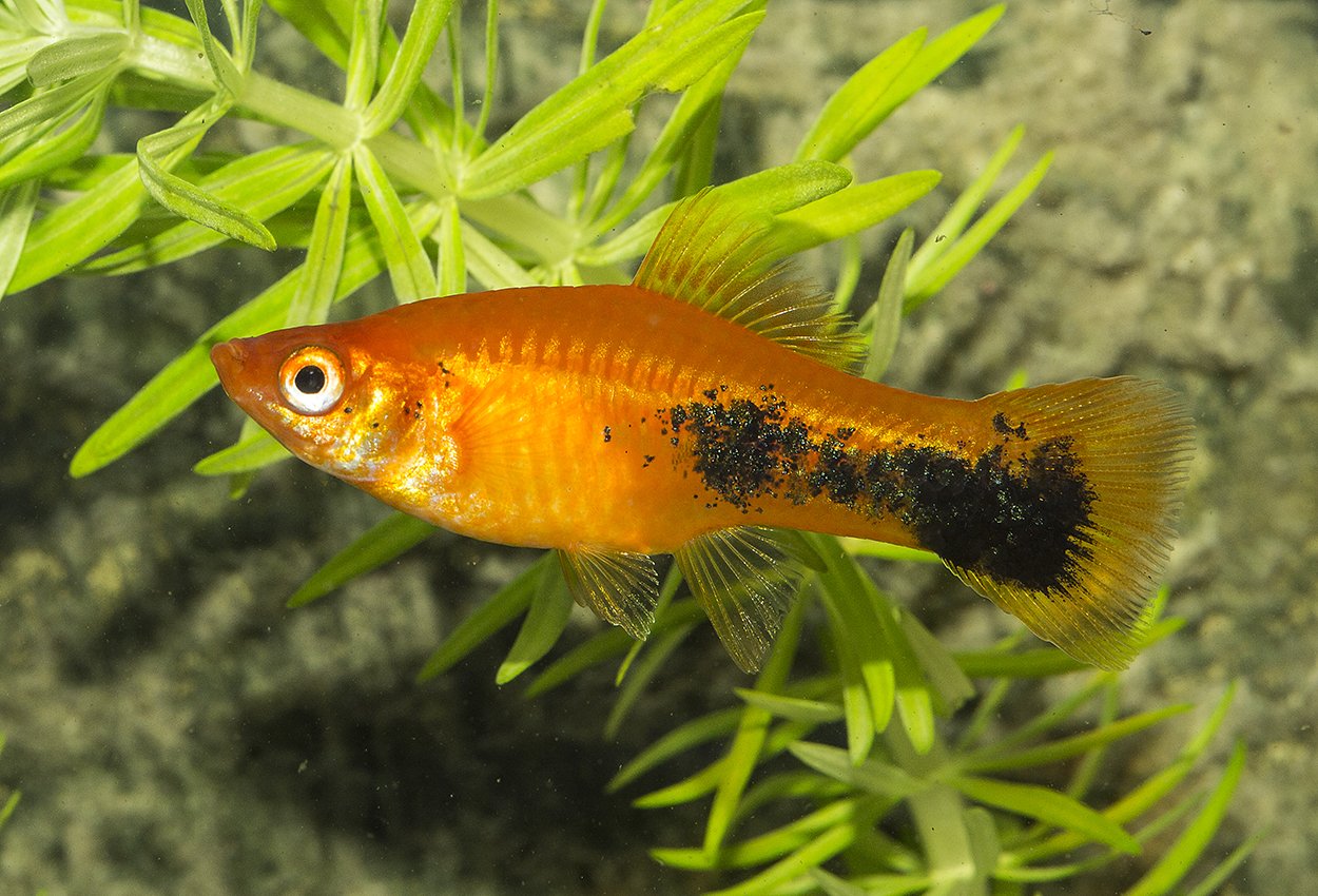 Red Tuxedo sverddragare