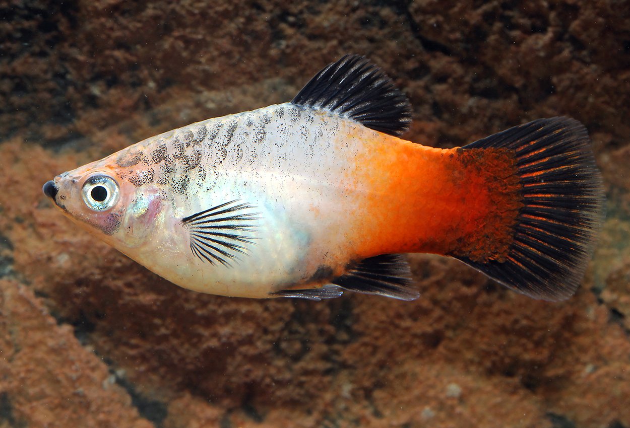Trefarget platy