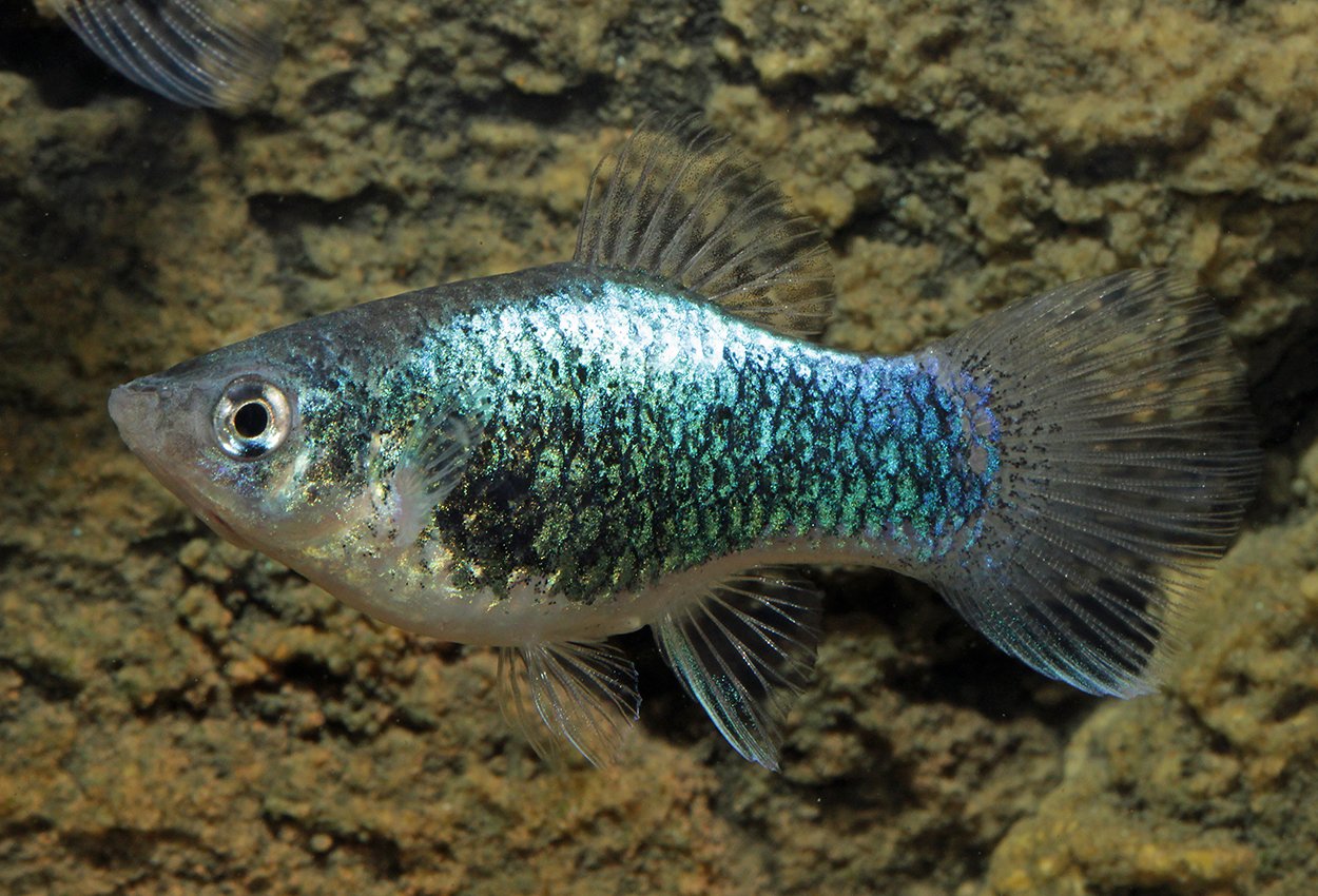 Tuxedo blå neon platy