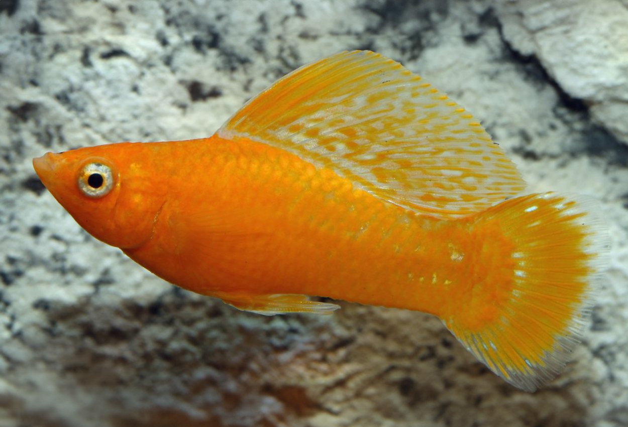 Sailfin molly gul