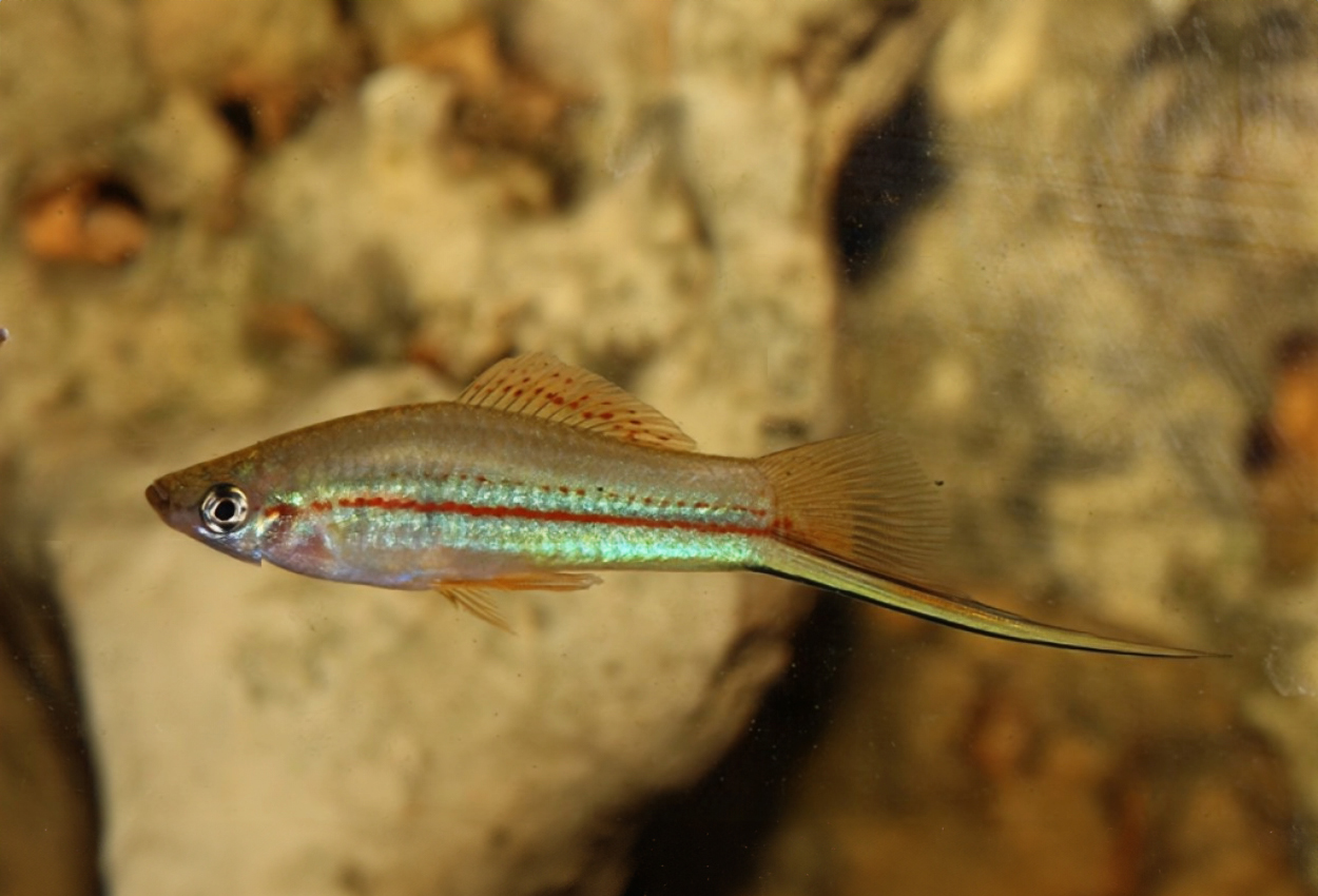 Zapote sverddragare