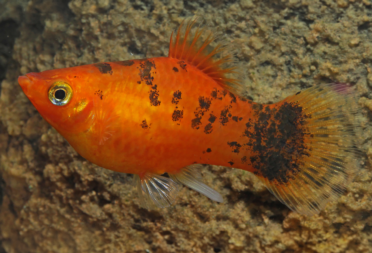 Berlin platy