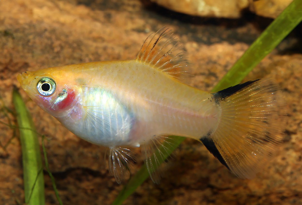 Gul komet platy