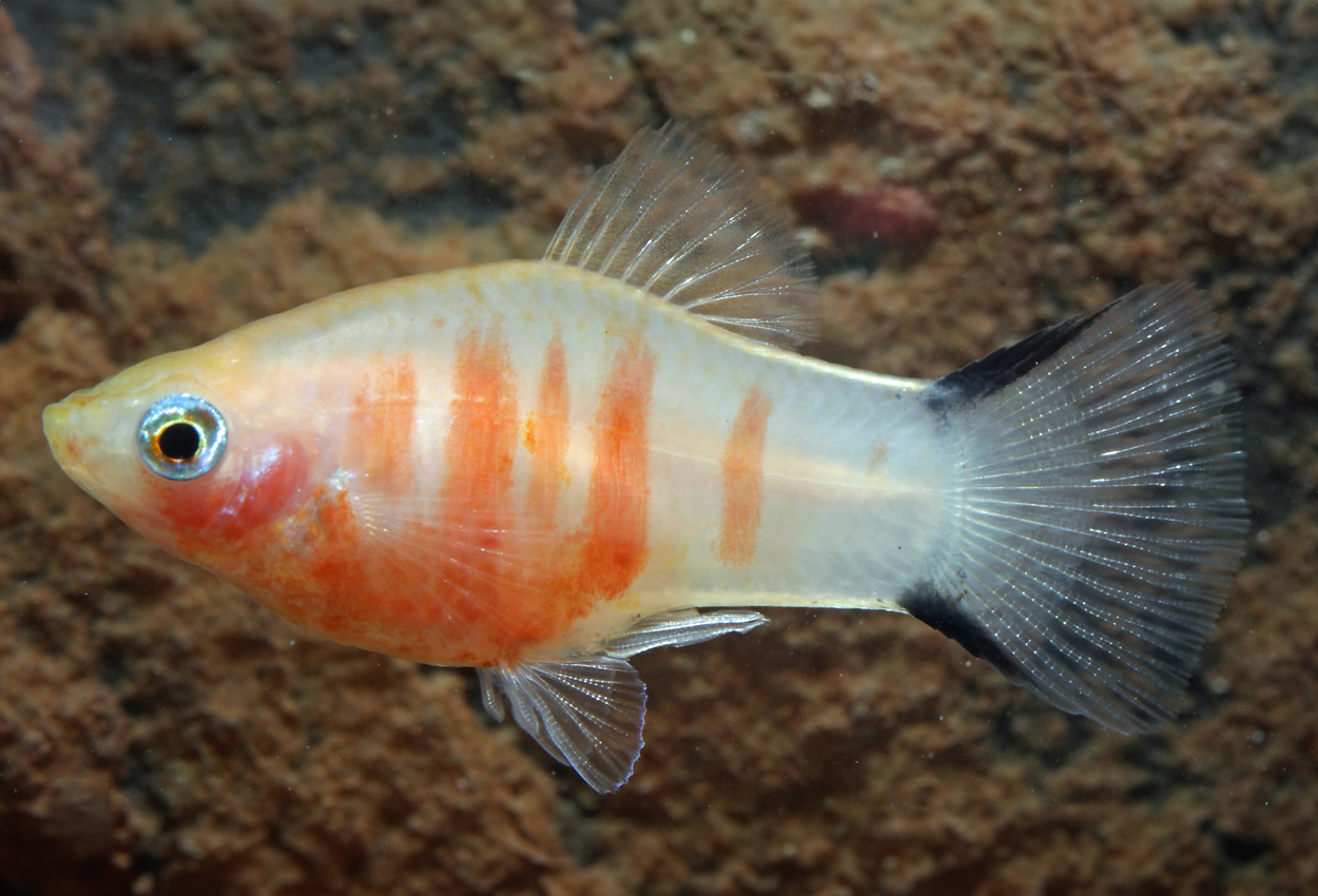 Gul korall sebra platy