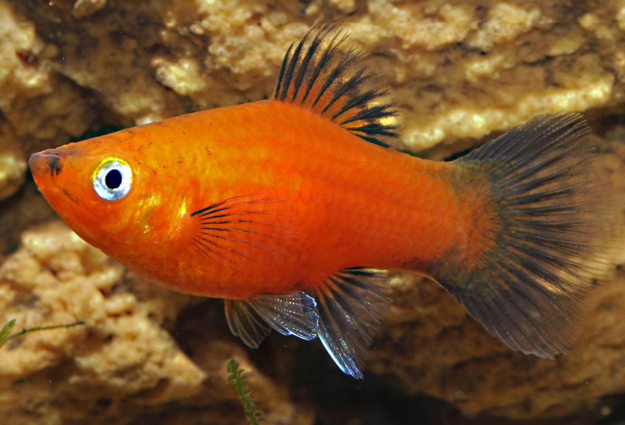 Rød wagtail platy