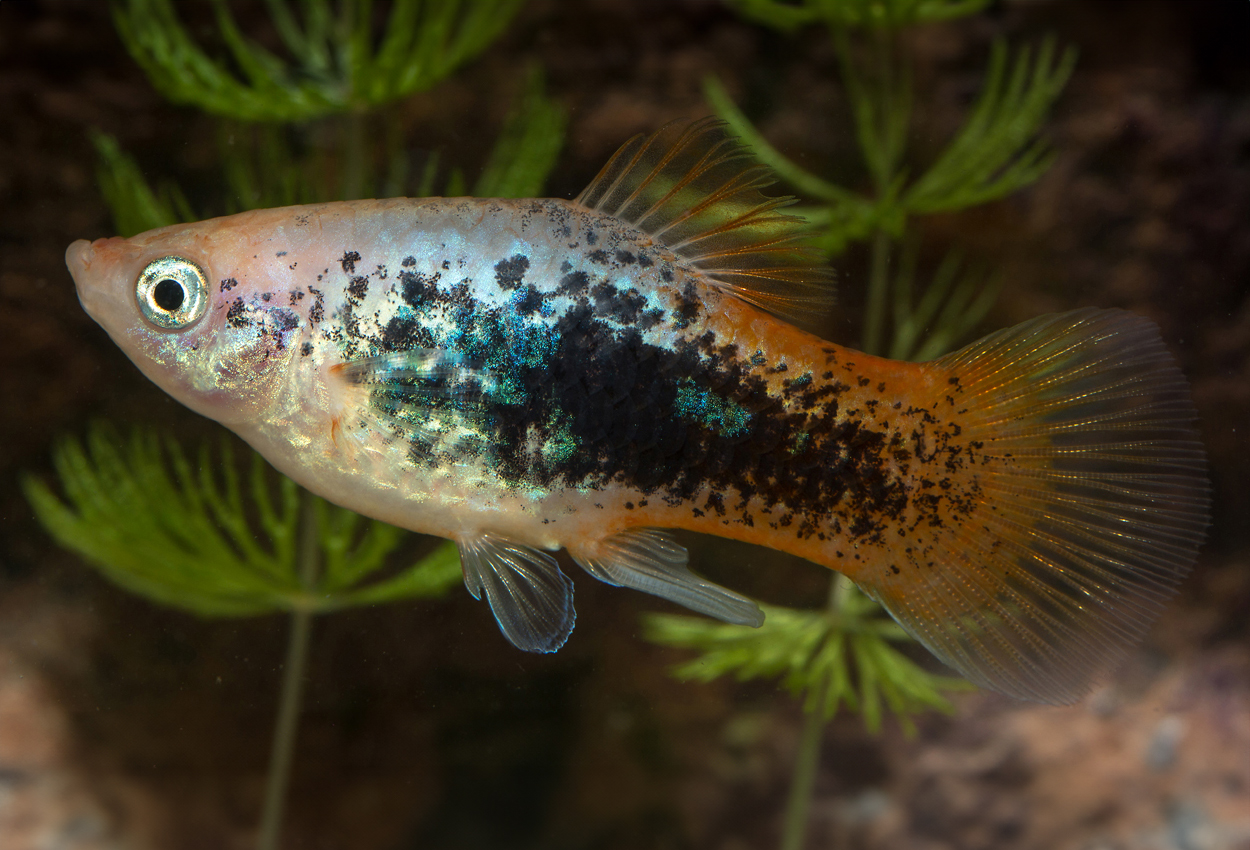 Rødhalet tuxedo platy