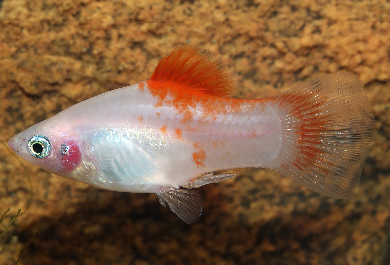 Rød top platy