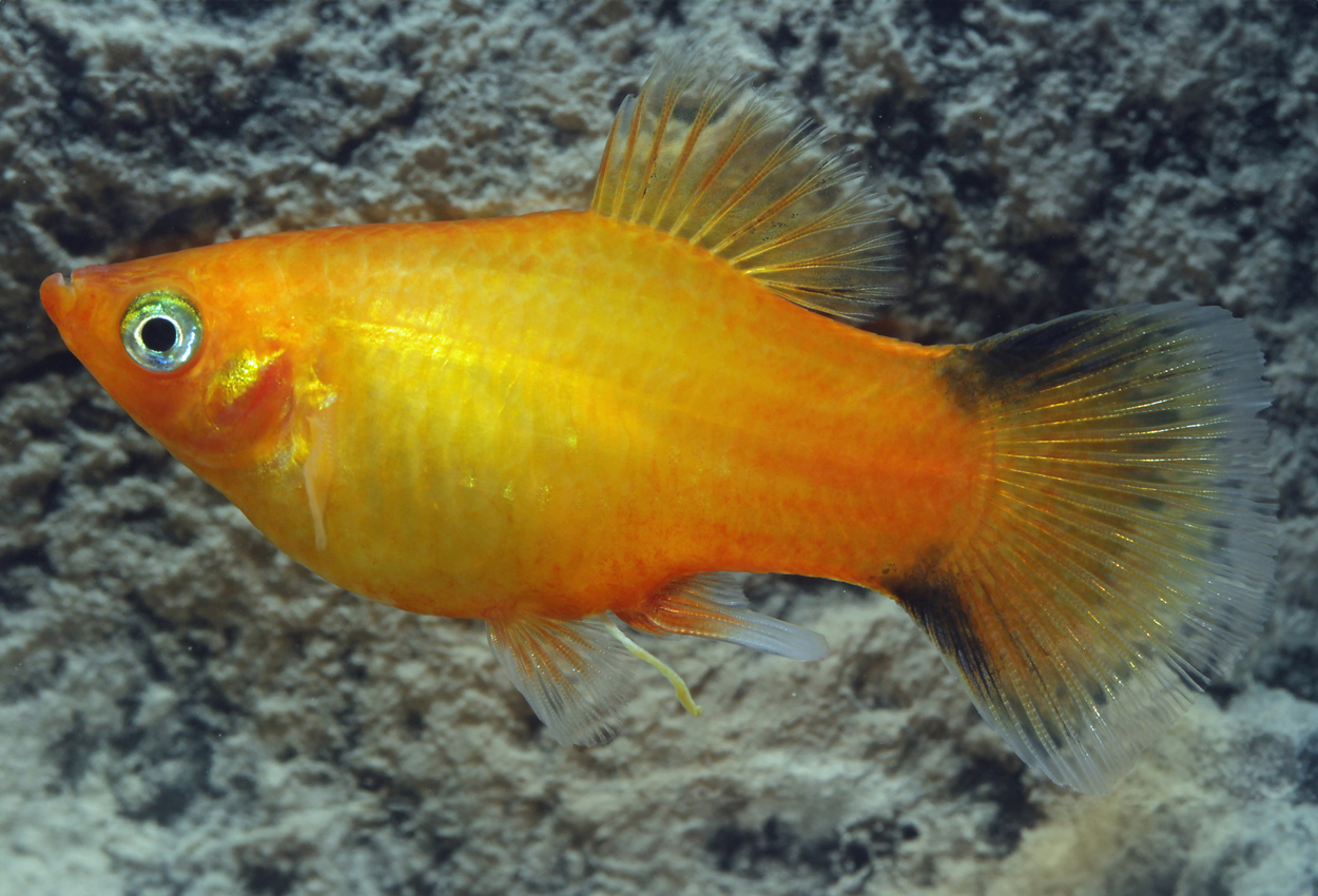 Sunset komet platy