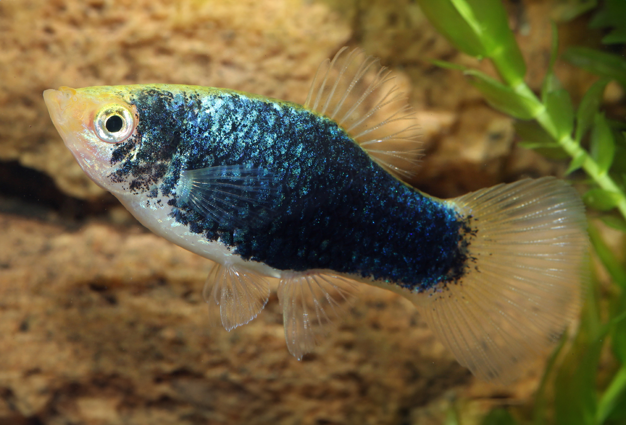 Svart gul platy