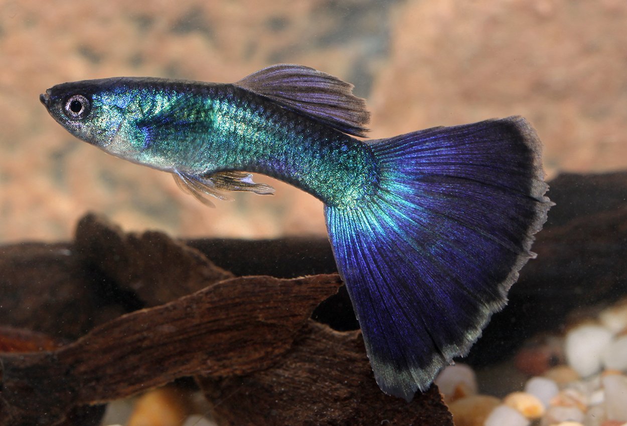 Guppy blå neon hann