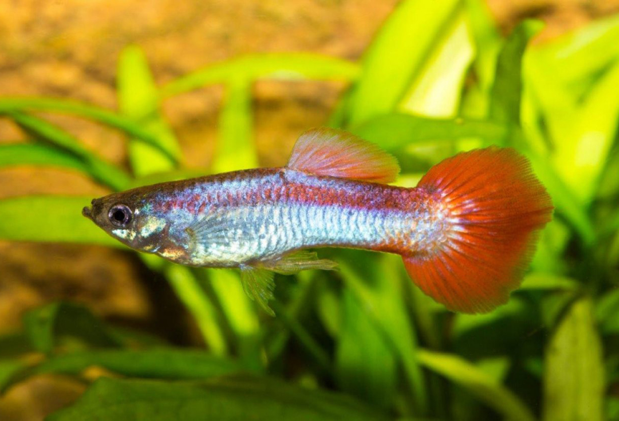 Guppy rødhalet metallisk hann