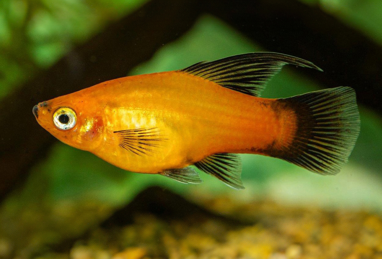 Hi-fin sunsetwagtail platy
