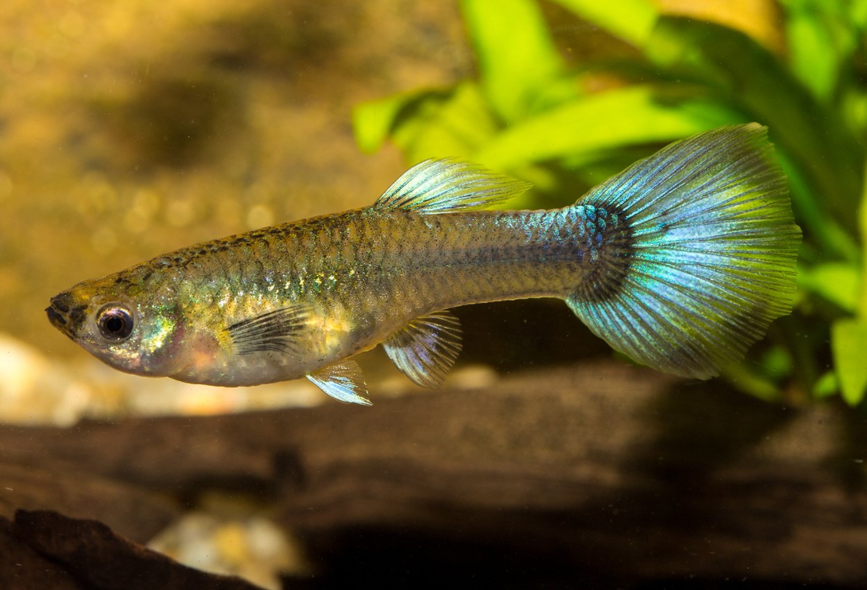 Guppy blåhale hunn