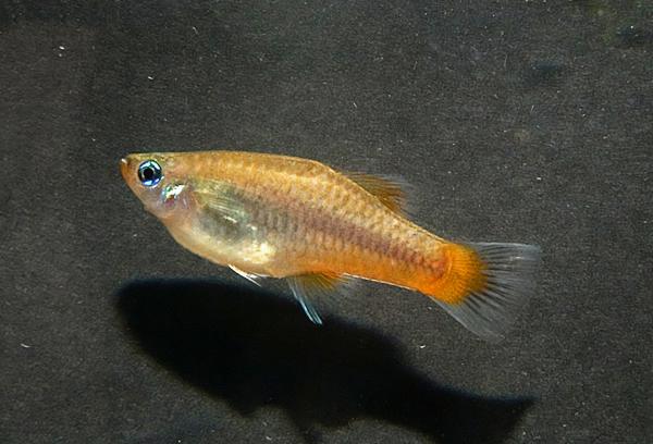 Palenque priapella, blåøyd majo
