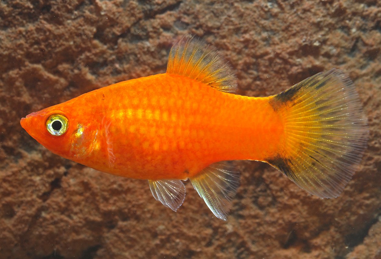 Rød komet platy