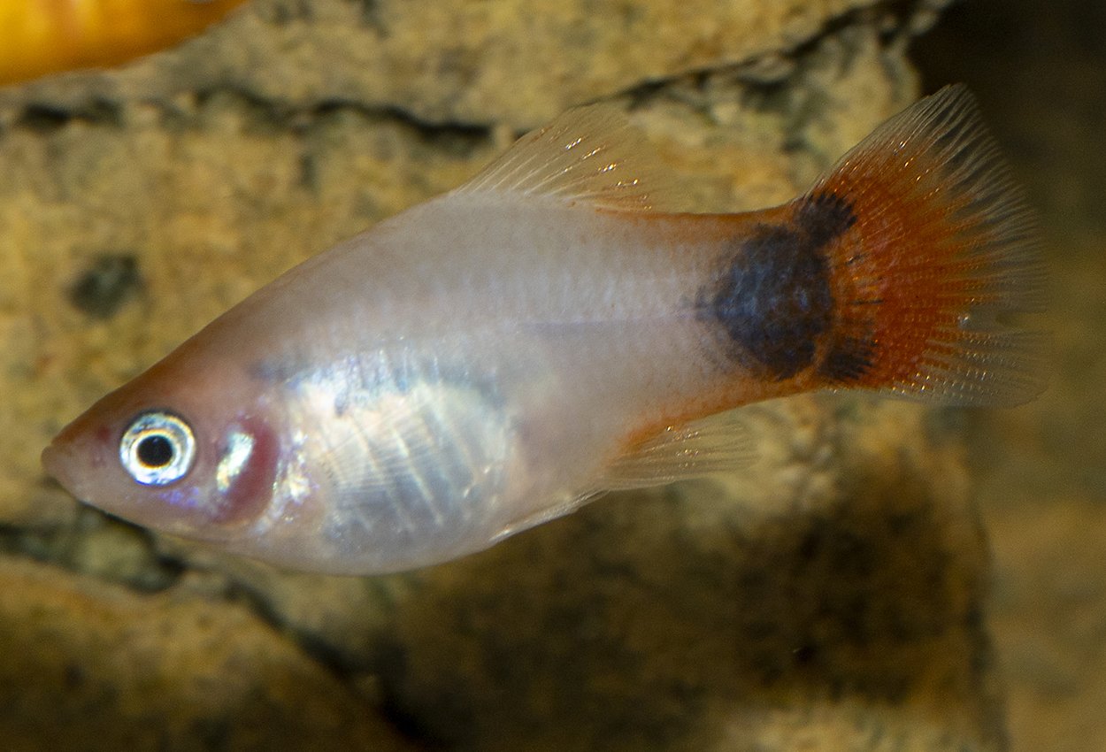 Hvit rødhale platy