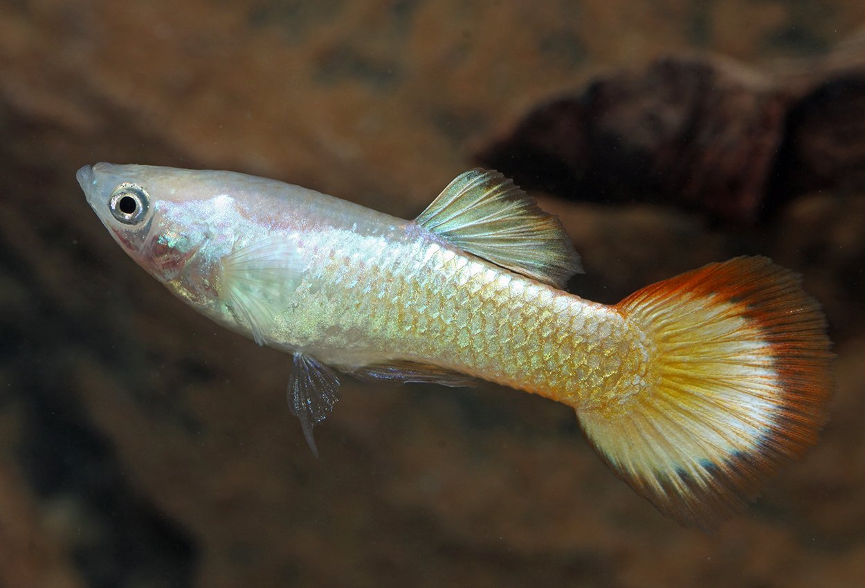 Guppy sunset hann