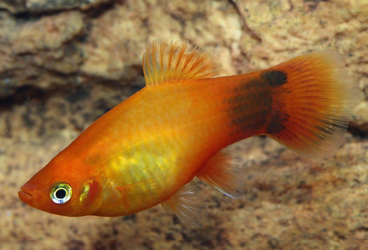 Sunset Mikke mus platy