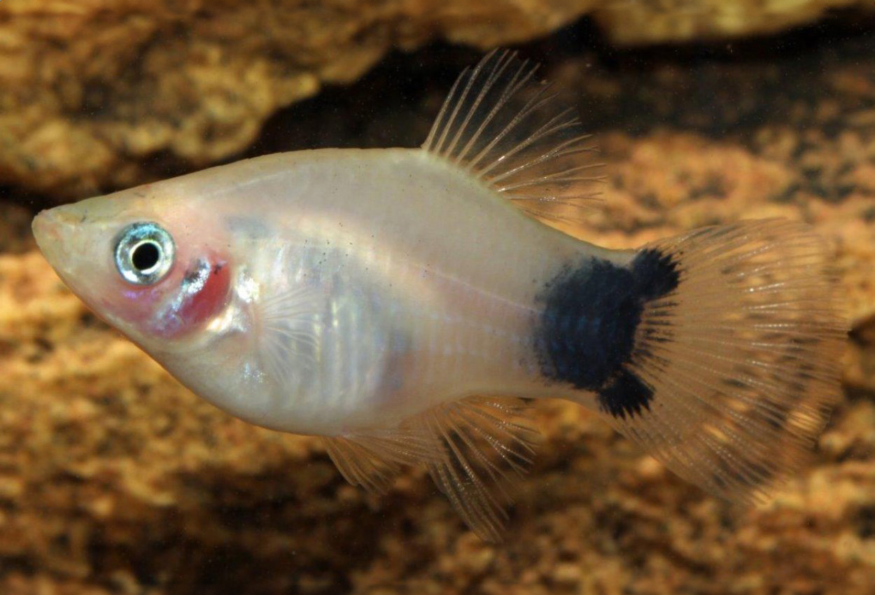 Hvit platy