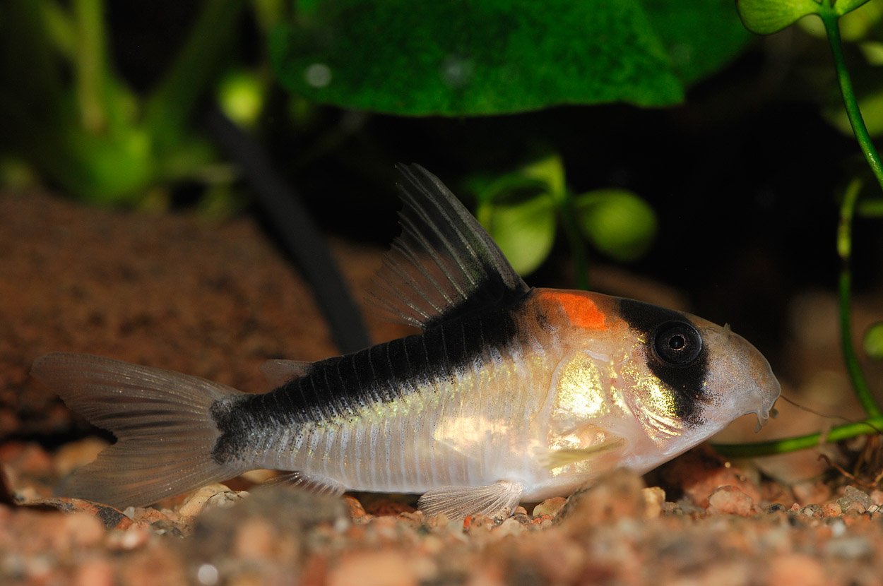 Corydoras duplicareus