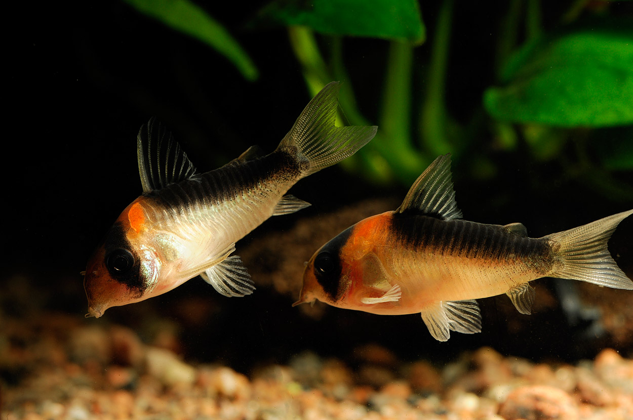 Corydoras duplicareus