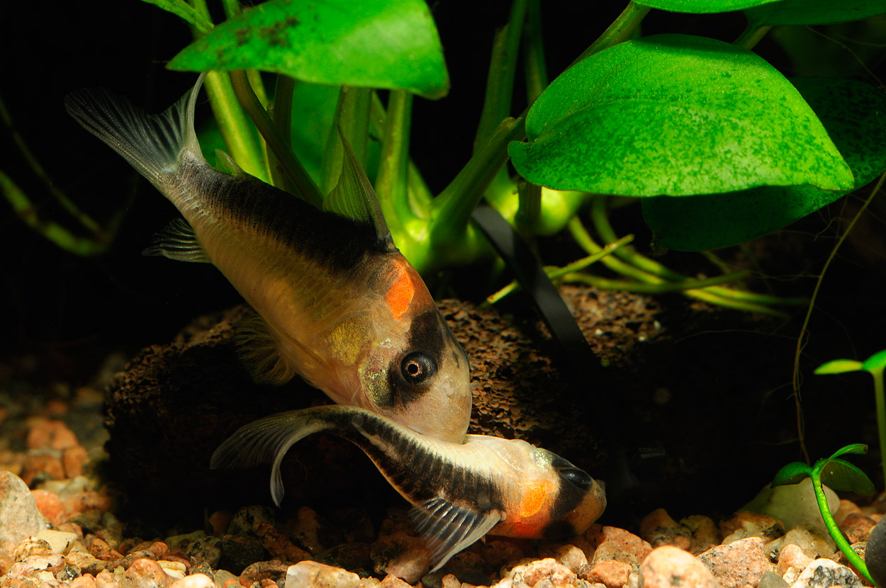 Corydoras duplicareus